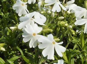 Plamenka šídlovitá 'Calvides White' - Phlox subulata 'Calvides White'