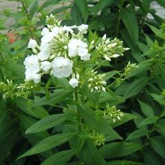 Plamenka latnatá 'David' - Phlox paniculata 'David'