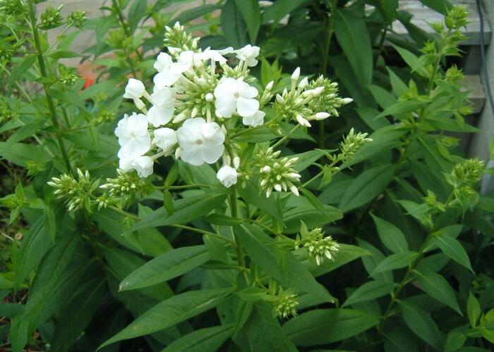 Plamenka latnatá 'David' - Phlox paniculata 'David'