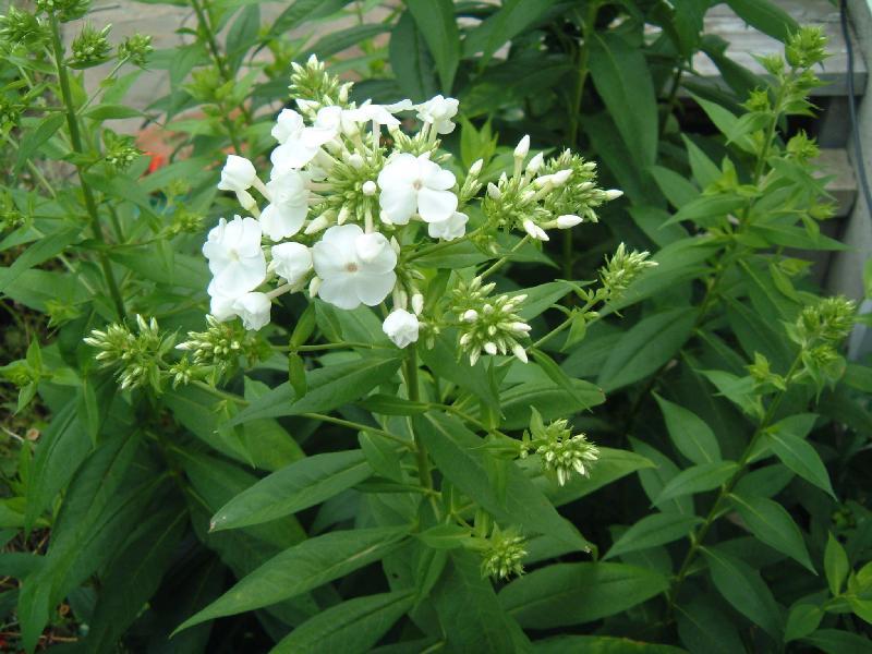 Plamenka latnatá 'David' - Phlox paniculata 'David'