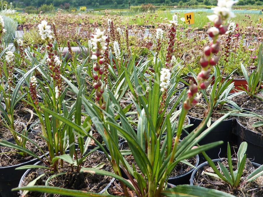 Rdesno živorodé - Bistorta vivipara