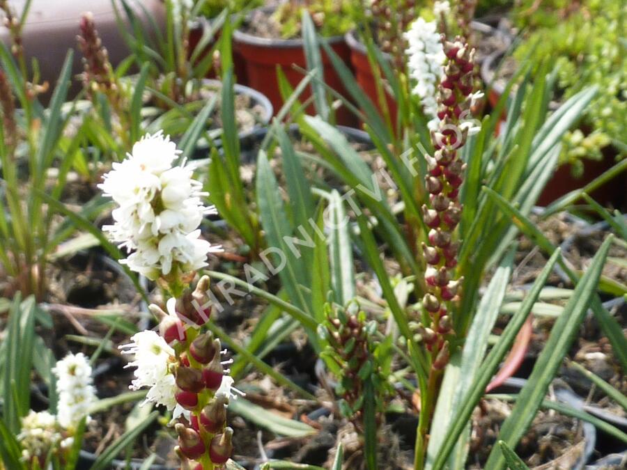 Rdesno živorodé - Bistorta vivipara