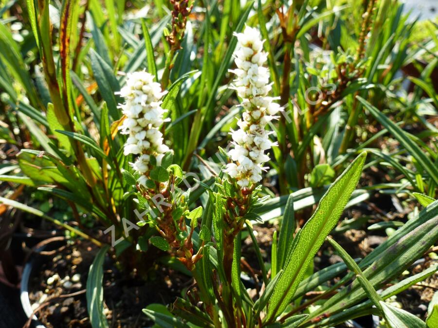 Rdesno živorodé - Bistorta vivipara