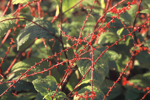 Rdesno - Persicaria filiformis