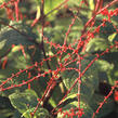 Rdesno - Persicaria filiformis