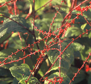 Rdesno - Persicaria filiformis