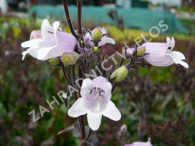 Dračík 'Mystica' - Penstemon digitalis 'Mystica'