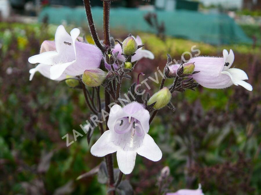 Dračík 'Mystica' - Penstemon digitalis 'Mystica'