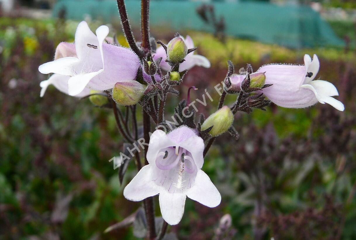 Dračík 'Mystica' - Penstemon digitalis 'Mystica'