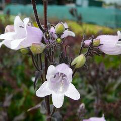 Dračík 'Mystica' - Penstemon digitalis 'Mystica'