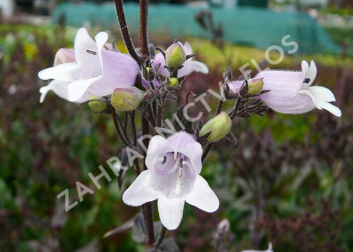 Dračík 'Mystica' - Penstemon digitalis 'Mystica'