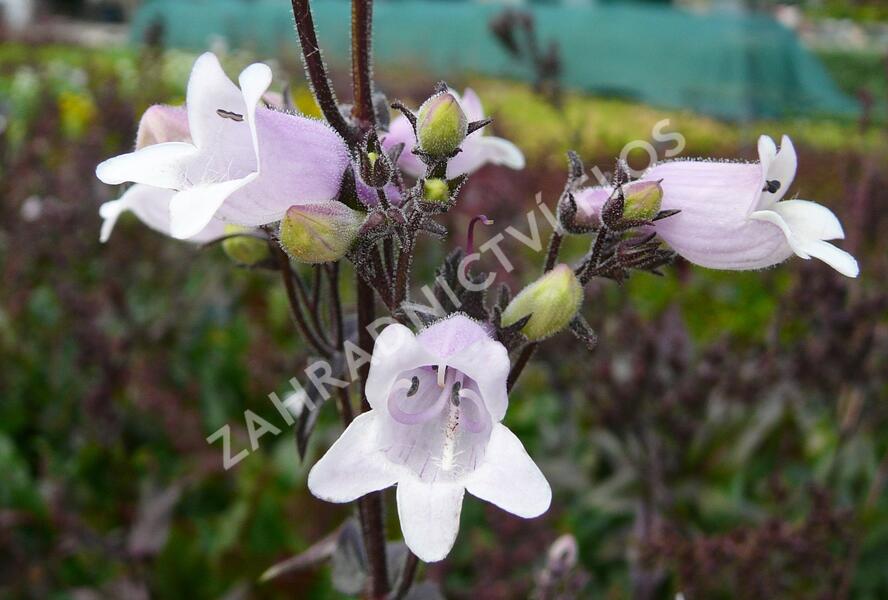 Dračík 'Mystica' - Penstemon digitalis 'Mystica'