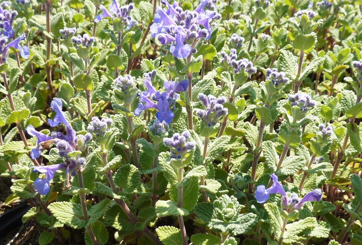 Šanta (faassenii) - Nepeta x mussinii (faassenii)