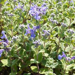 Šanta (faassenii) - Nepeta x mussinii (faassenii)