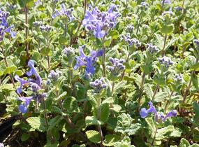 Šanta (faassenii) - Nepeta x mussinii (faassenii)