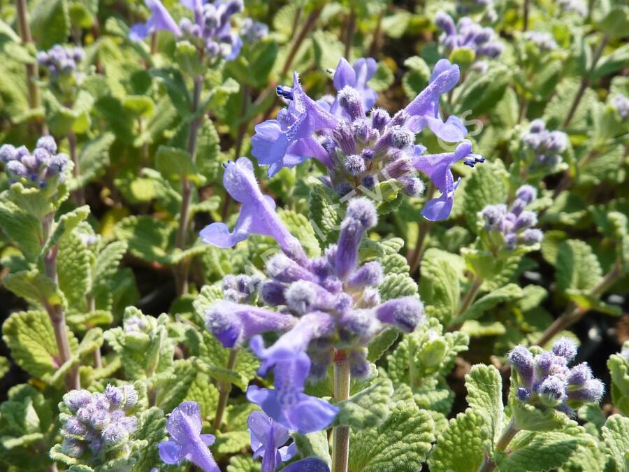Šanta (faassenii) - Nepeta x mussinii (faassenii)