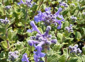 Šanta (faassenii) - Nepeta x mussinii (faassenii)