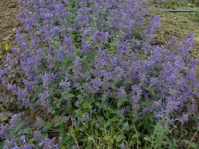 Šanta 'Superba' - Nepeta x faassenii 'Superba'