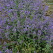 Šanta 'Superba' - Nepeta x faassenii 'Superba'