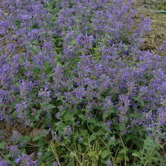 Šanta zkřížená 'Superba' - Nepeta x faassenii 'Superba'