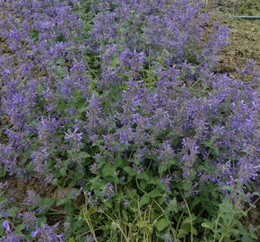 Šanta 'Superba' - Nepeta x faassenii 'Superba'