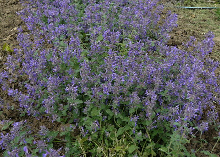 Šanta 'Superba' - Nepeta x faassenii 'Superba'