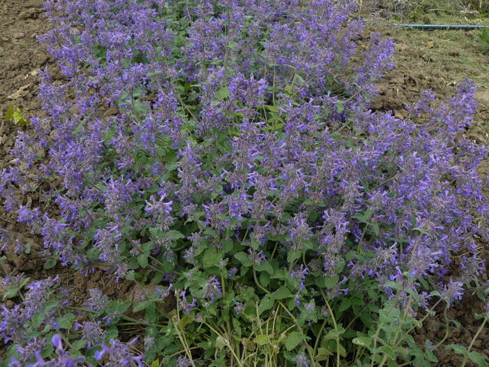 Šanta zkřížená 'Superba' - Nepeta x faassenii 'Superba'
