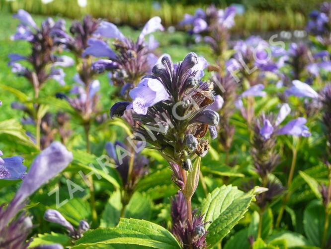 Šanta 'Laufen' - Nepeta subsessilis 'Laufen'