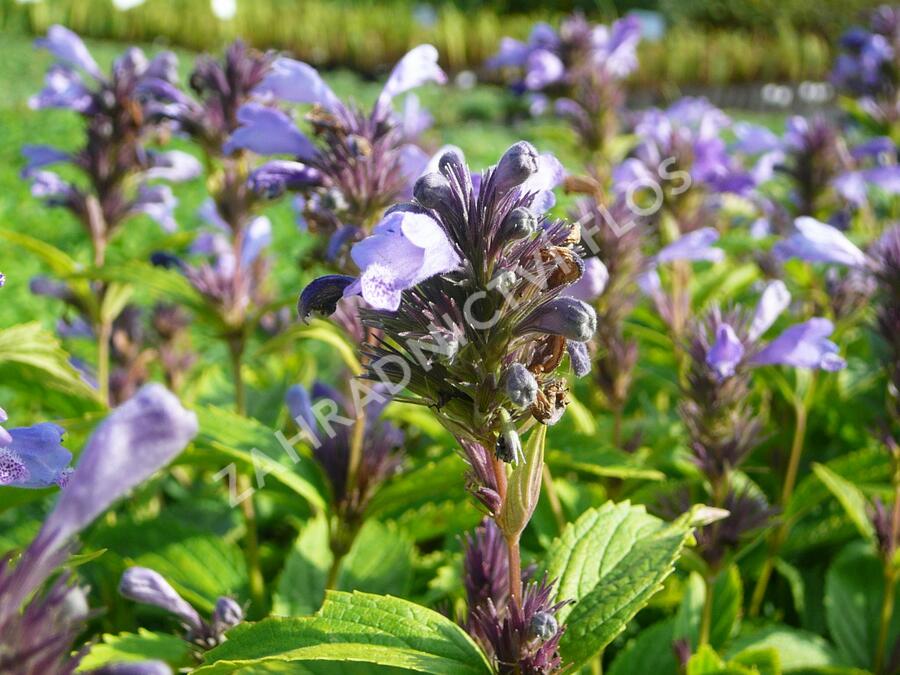 Šanta 'Laufen' - Nepeta subsessilis 'Laufen'