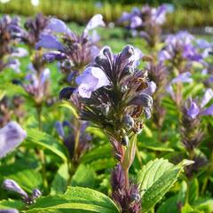 Šanta 'Laufen' - Nepeta subsessilis 'Laufen'