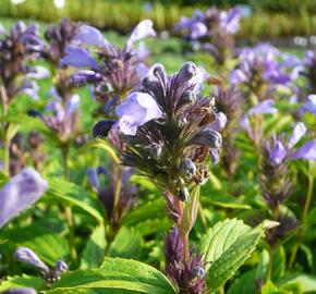 Šanta 'Laufen' - Nepeta subsessilis 'Laufen'