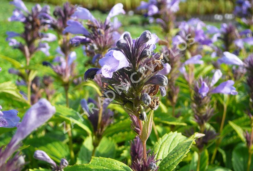 Šanta 'Laufen' - Nepeta subsessilis 'Laufen'