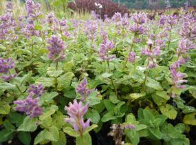 Šanta hroznovitá 'Odeur Citron' - Nepeta racemosa 'Odeur Citron'