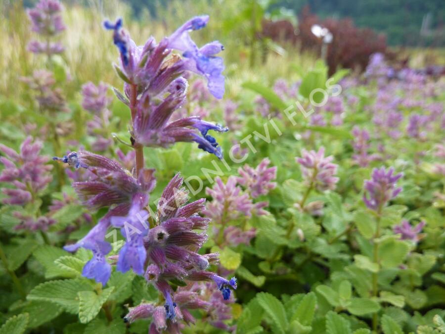 Šanta hroznovitá 'Odeur Citron' - Nepeta racemosa 'Odeur Citron'