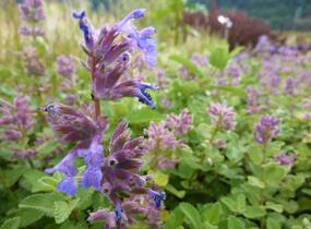 Šanta hroznovitá 'Odeur Citron' - Nepeta racemosa 'Odeur Citron'