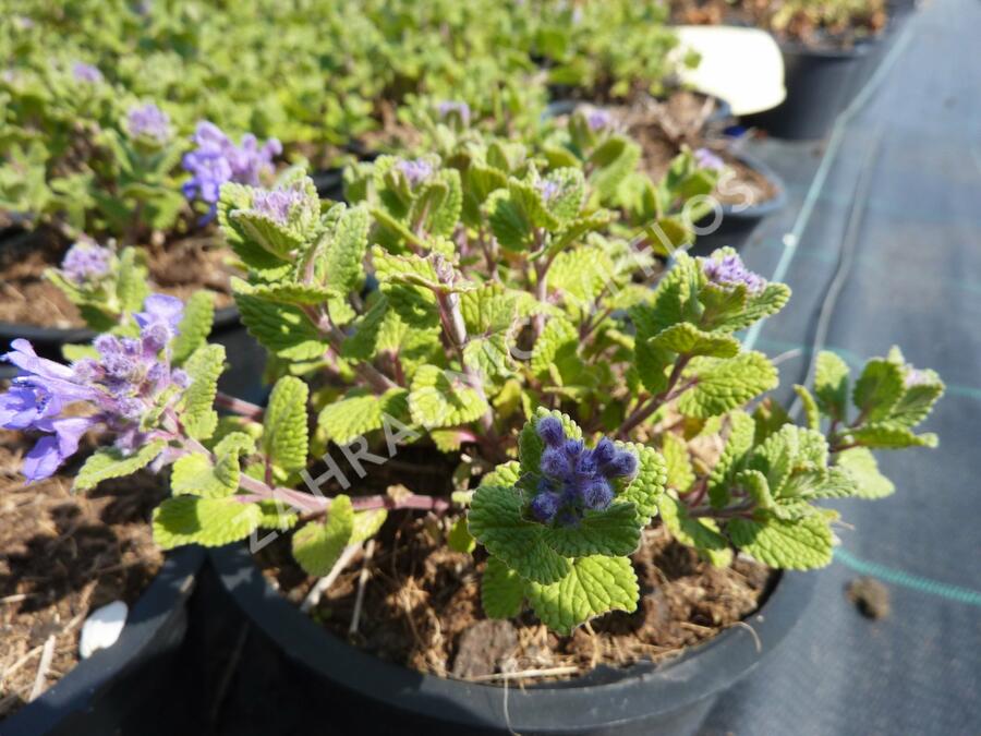 Šanta hroznovitá 'Odeur Citron' - Nepeta racemosa 'Odeur Citron'