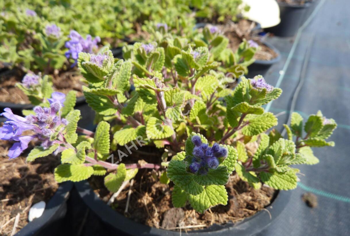 Šanta hroznovitá 'Odeur Citron' - Nepeta racemosa 'Odeur Citron'