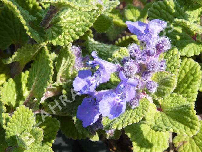 Šanta hroznovitá 'Odeur Citron' - Nepeta racemosa 'Odeur Citron'
