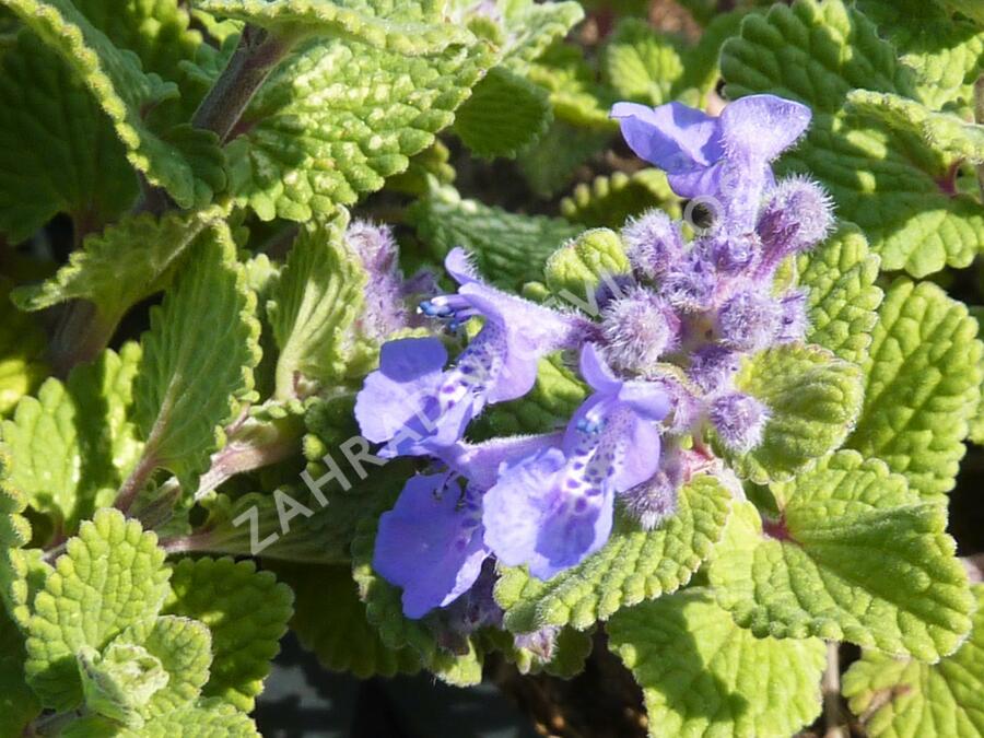 Šanta hroznovitá 'Odeur Citron' - Nepeta racemosa 'Odeur Citron'