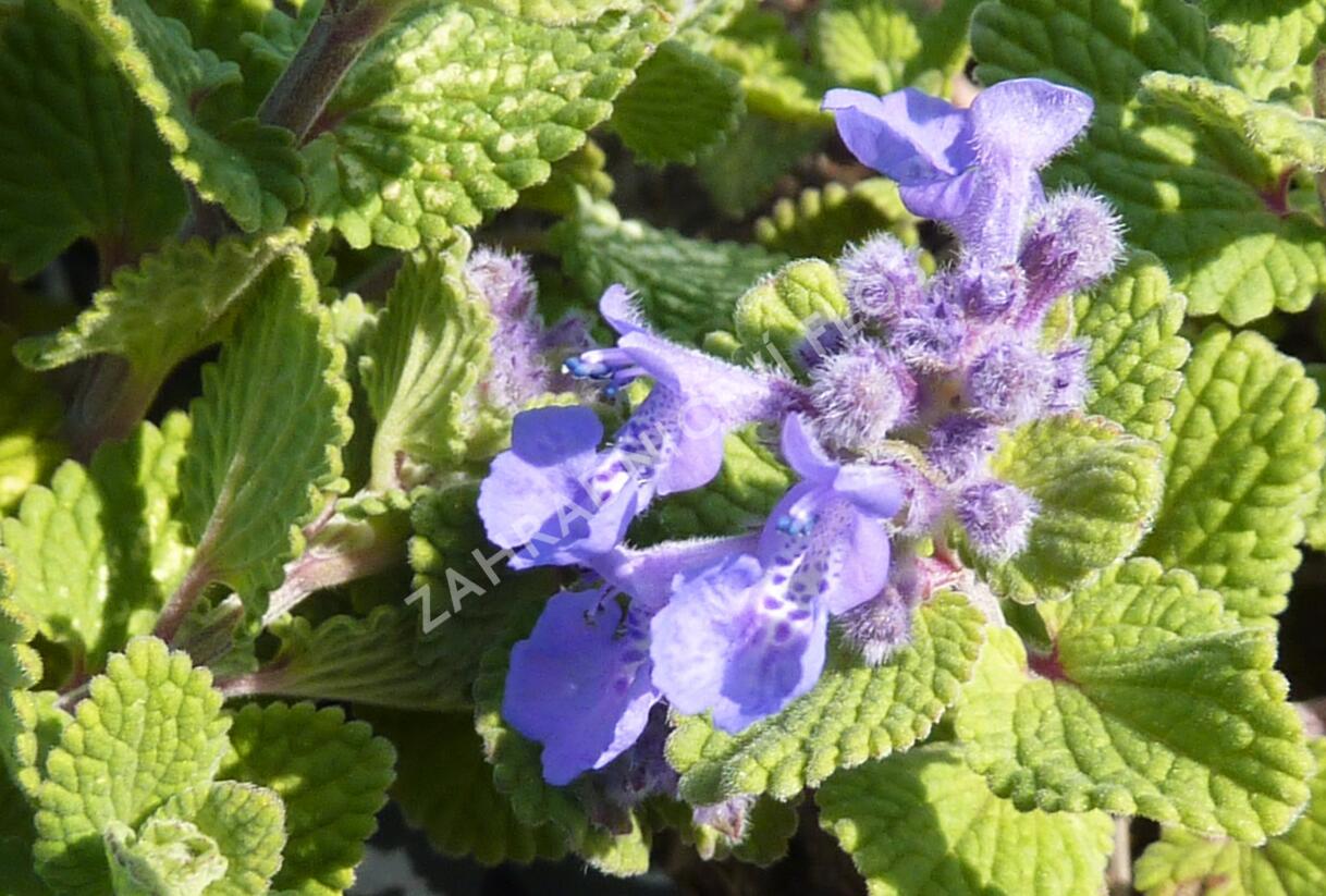 Šanta hroznovitá 'Odeur Citron' - Nepeta racemosa 'Odeur Citron'