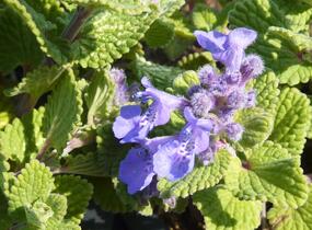 Šanta hroznovitá 'Odeur Citron' - Nepeta racemosa 'Odeur Citron'