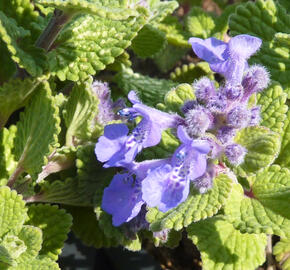 Šanta hroznovitá 'Odeur Citron' - Nepeta racemosa 'Odeur Citron'