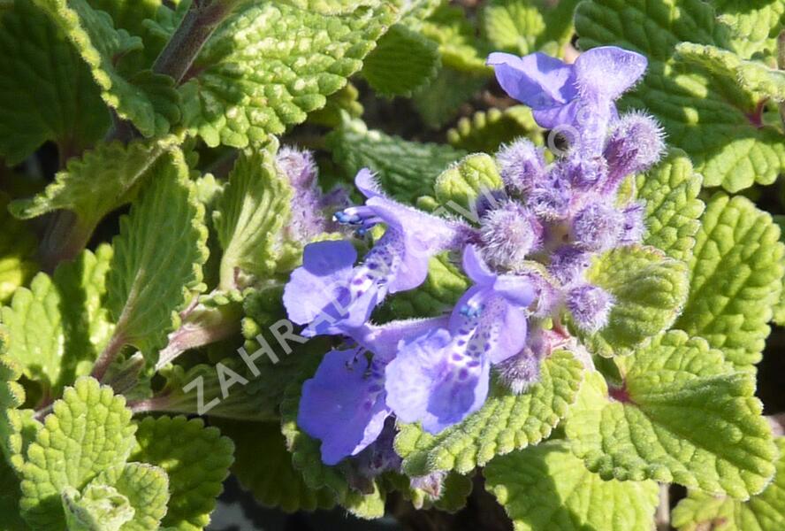 Šanta hroznovitá 'Odeur Citron' - Nepeta racemosa 'Odeur Citron'