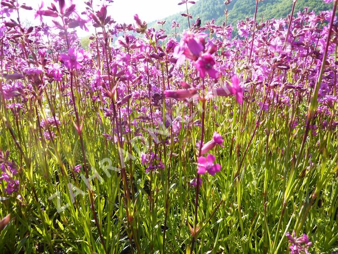 Kohoutek obecný 'Splendens' - Lychnis viscaria 'Splendens'