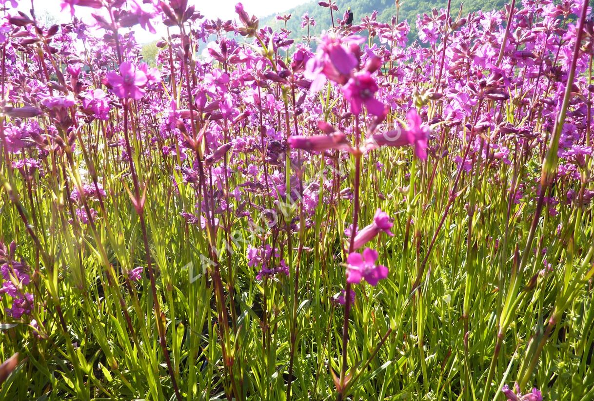 Kohoutek obecný 'Splendens' - Lychnis viscaria 'Splendens'