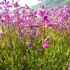 Kohoutek obecný 'Splendens' - Lychnis viscaria 'Splendens'