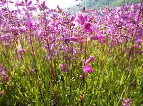 Kohoutek obecný 'Splendens' - Lychnis viscaria 'Splendens'