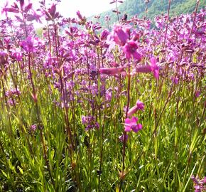 Kohoutek obecný 'Splendens' - Lychnis viscaria 'Splendens'