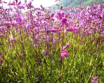 Kohoutek obecný 'Splendens'