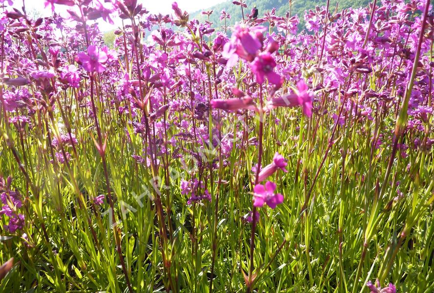 Kohoutek obecný 'Splendens' - Lychnis viscaria 'Splendens'